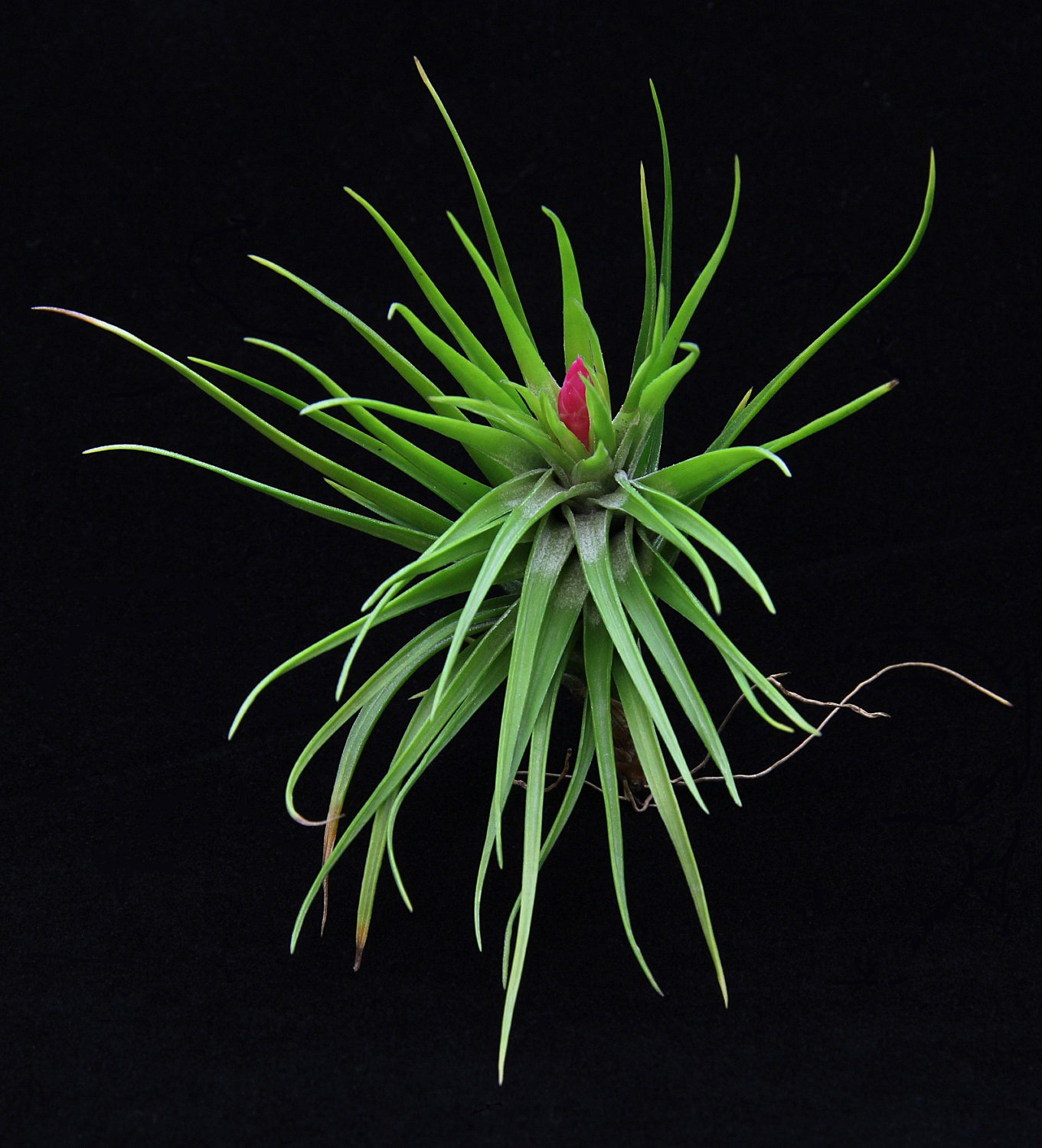 Simple Types Of Air Plant with Simple Decor