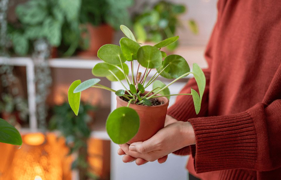 7 Common Houseplants That Don’t Actually Belong There